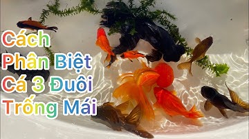 Cách nuôi cá con 3 Đuôi không bị Chết| Cách phân biệt Cá 3 Đuôi trống mái|Oranda| Blackmoor