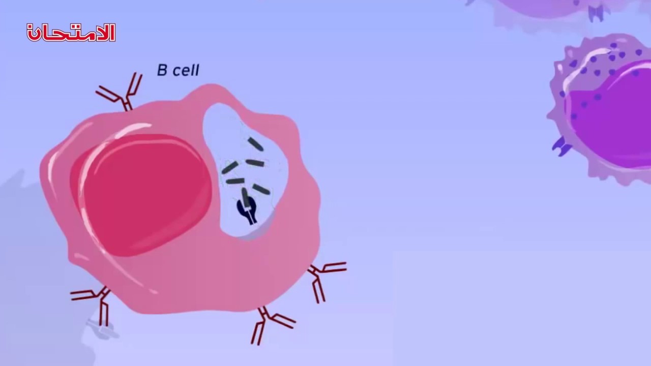 الأحياء - 3ث - المناعة : المناعة الخلطية 