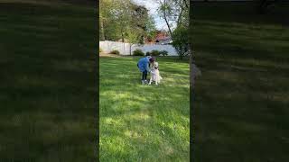 Recall with your dog is a great tool to have! I love his mini leash on his collar #greatpyrenees