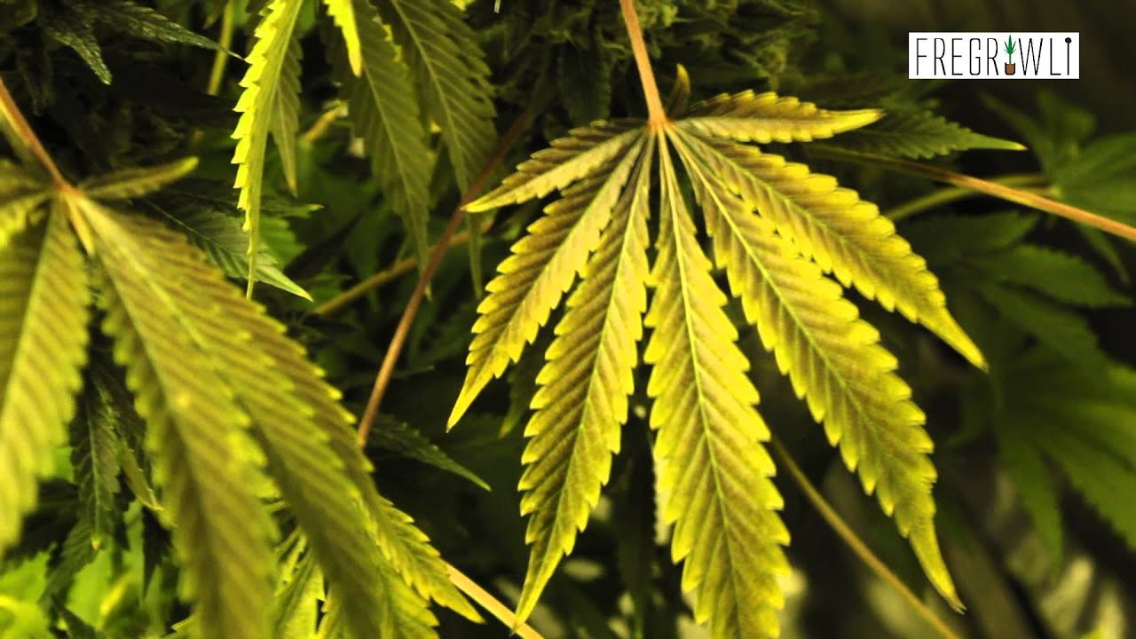 Week 7 Flower - Pineapple Express + Sharksbreath + Kosher Tangie Clones