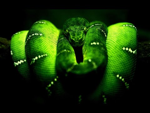 The Essential Naga Subliminal Forced Fast Quiet