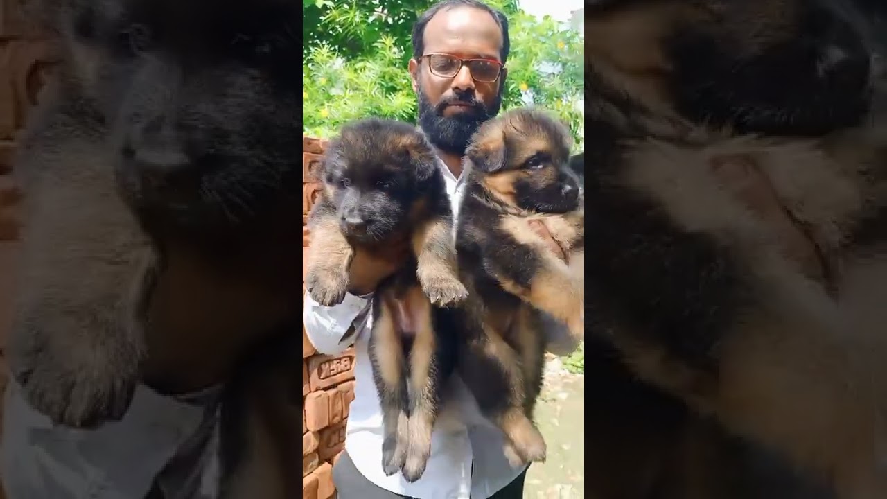 Top quality long coat gsd puppies for sale.6203529375 YouTube