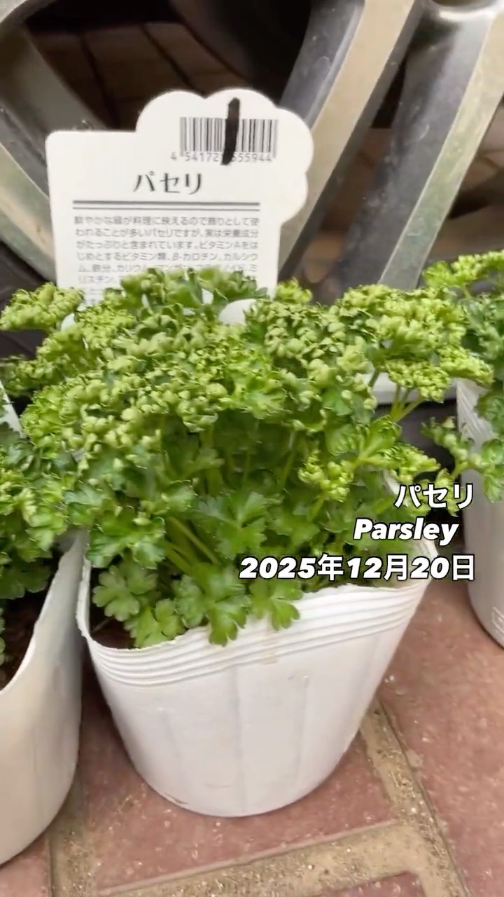 パセリ Parsley⠀⠀2025年12月20日パセリ（Parsley）は、豊かな香りと