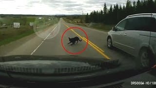 Lucky Dog!