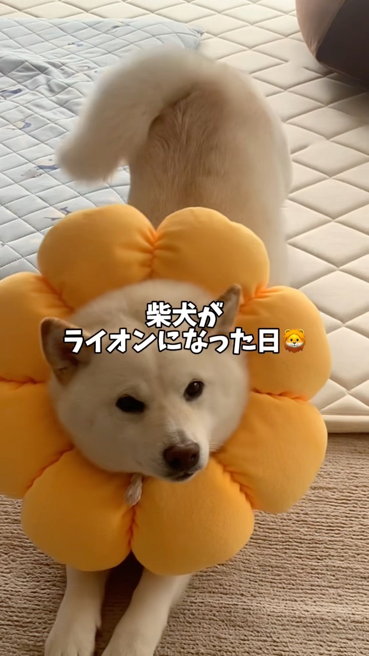 しばライオンページ しばライオンページ The day my Shiba Inu turned into a lion