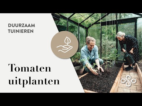 Tomaten Planten Met Gegarandeerd Succes | Duurzaam Tuinieren
