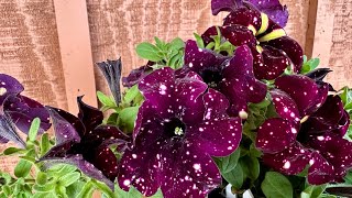 *Starry Sky Burgundy Petunia Fairy Garden* #fairygardenthursday
