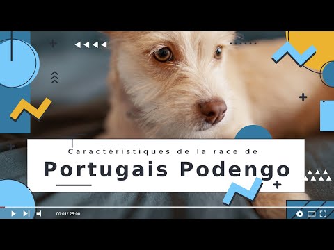 Vidéo: Puggle