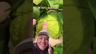 Conocías La Guayaba Pera?