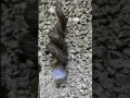 Strange snail love mating