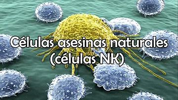 ¿Cuáles son los dos tipos de células asesinas naturales?