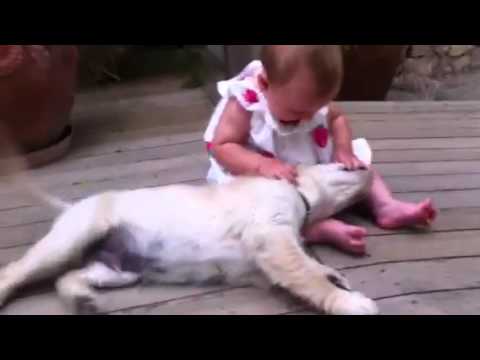 Golden Retriever puppy loving baby