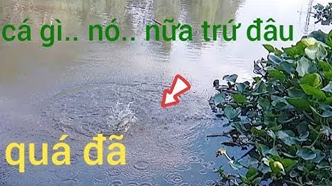 Câu Cá Rô Đồng,cá ăn liên tục giật run tay, cảm giác khó tả.#cauca #caucatv186#.