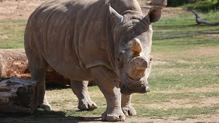 Hoof Care for Geriatric Rhino, Yebonga