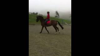 Pirate Du Grand Val - Flatwork 2