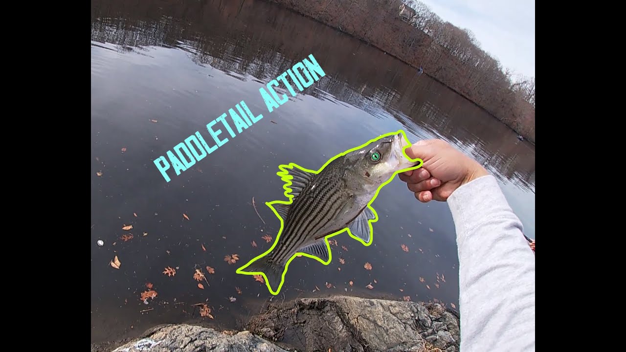 Housatonic Striped Bass Fishing Paddletail Action YouTube