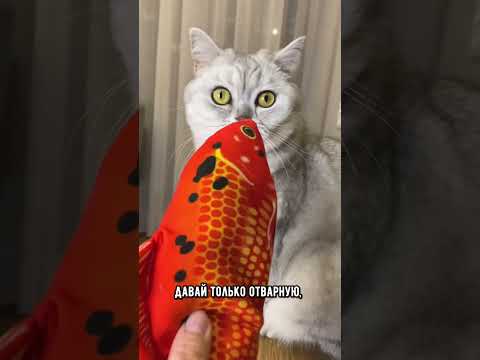 Можно ли кошкам рыбу? #кот #коты #shorts