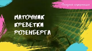 Маточник Креветки Розенберга. Rosenberg Shrimp Mother