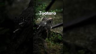 Tuatara: Living Fossil of Aotearoa# tuatara facts#living dinosaur