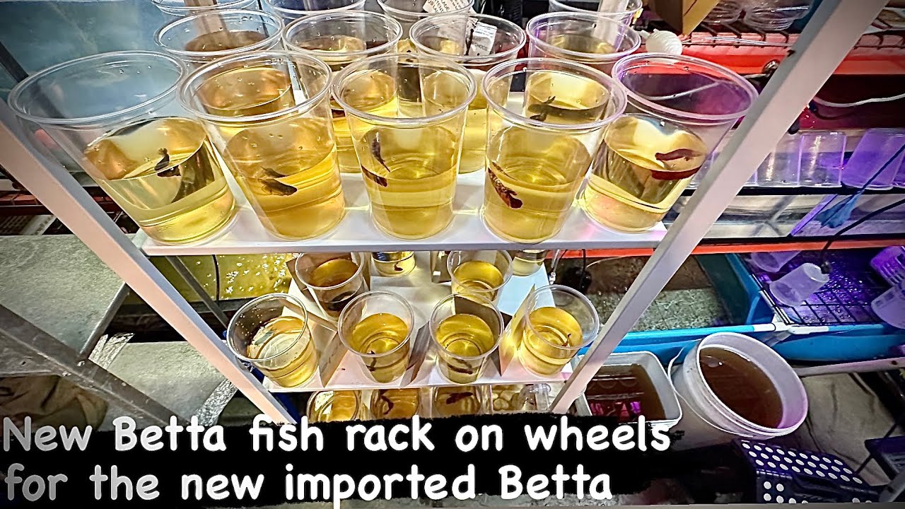New Betta fish rack on wheels for the new imported Betta #betta # ...