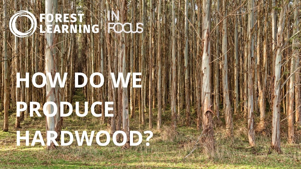 How do we produce hardwood?  ForestLearning