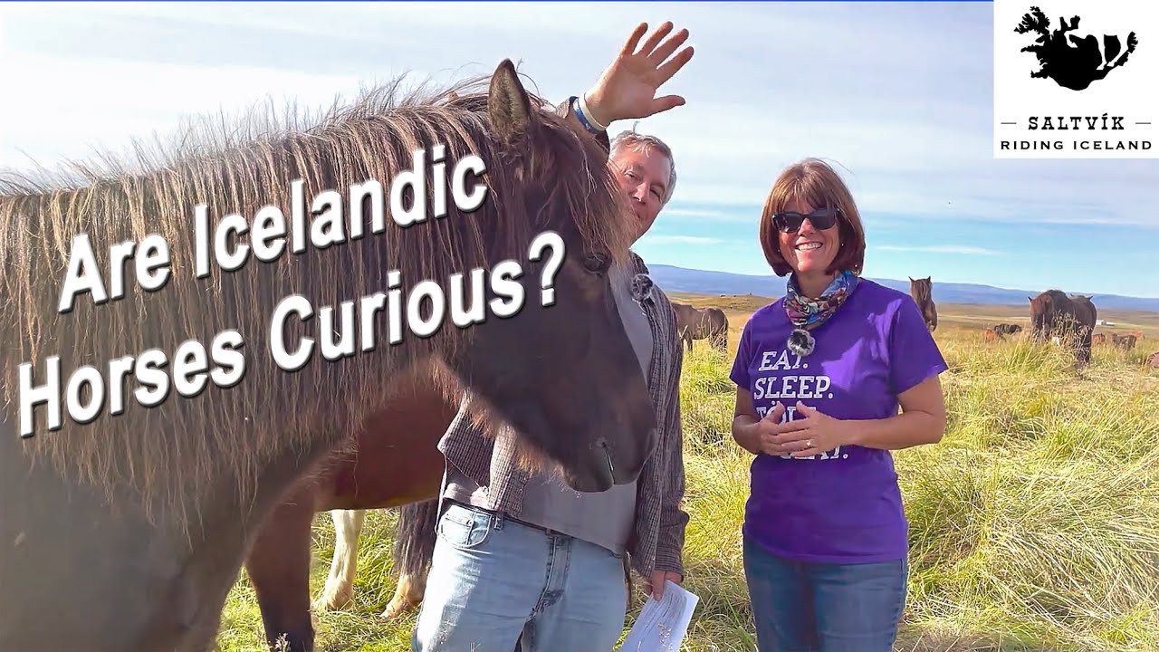 Are Horses In Iceland Curious ?