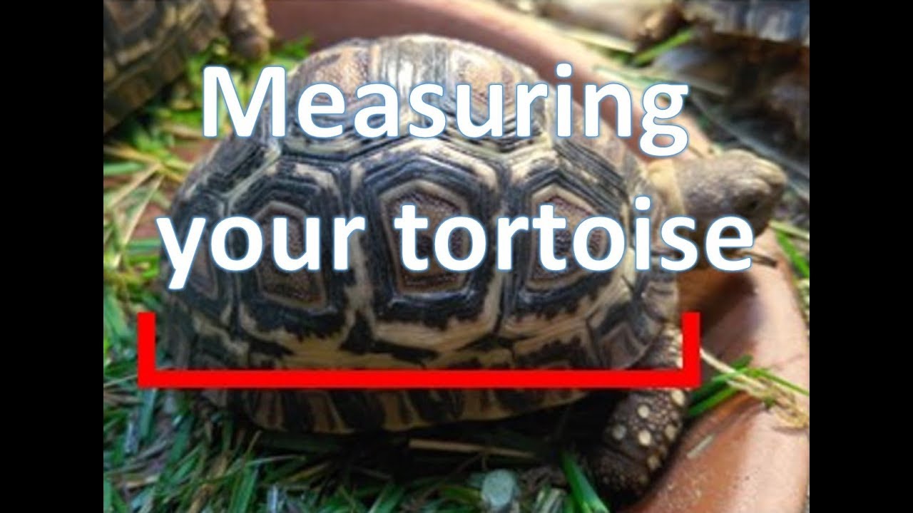 Measuring your baby tortoise | happytortoises - YouTube