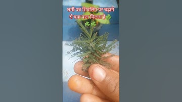 शमी पत्र शिवलिंग पर चढ़ाने से क्या फल मिलता है #pradeepmishra #shivpuran #mahadev #sawan #shorts