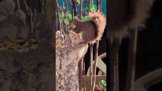 Amateur ASMR ||| Captain Crunch #asmrsounds #asmr #squirrel #laughoutloud #funnyanimals #enjoylife