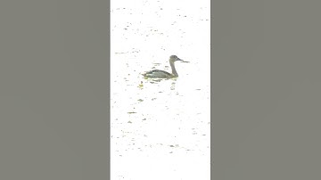 Lesser whistling-duck #birds #birdswatching #ytshorts #shorts