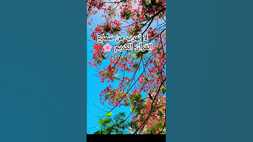 #تلاوة_خاشعة #اكسبلور #لايك #اسلام-صبحي#سورة_البقرة  #القران-الكريم-في-الصباح #القرآن_الكريم