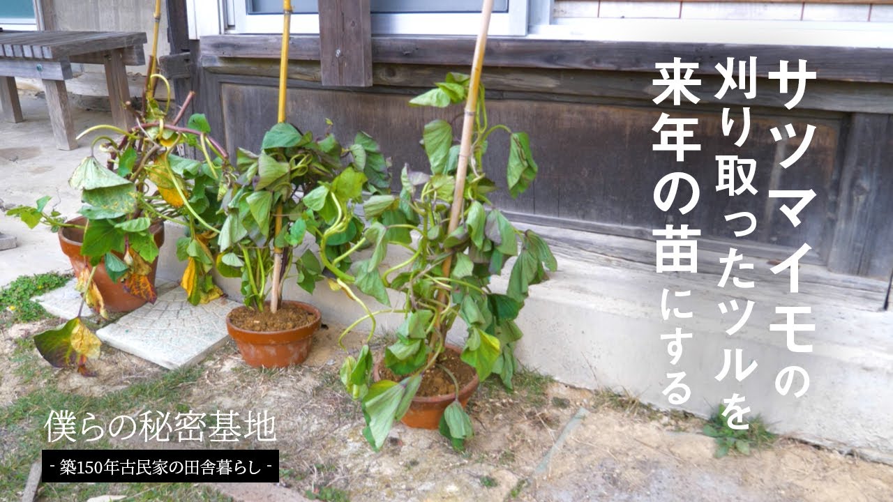 第13話 実験 サツマイモの刈り取ったツルを来年の苗にする 家庭菜園 Youtube