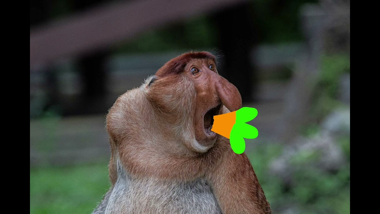 Proboscis monkey eating carrots 🥕