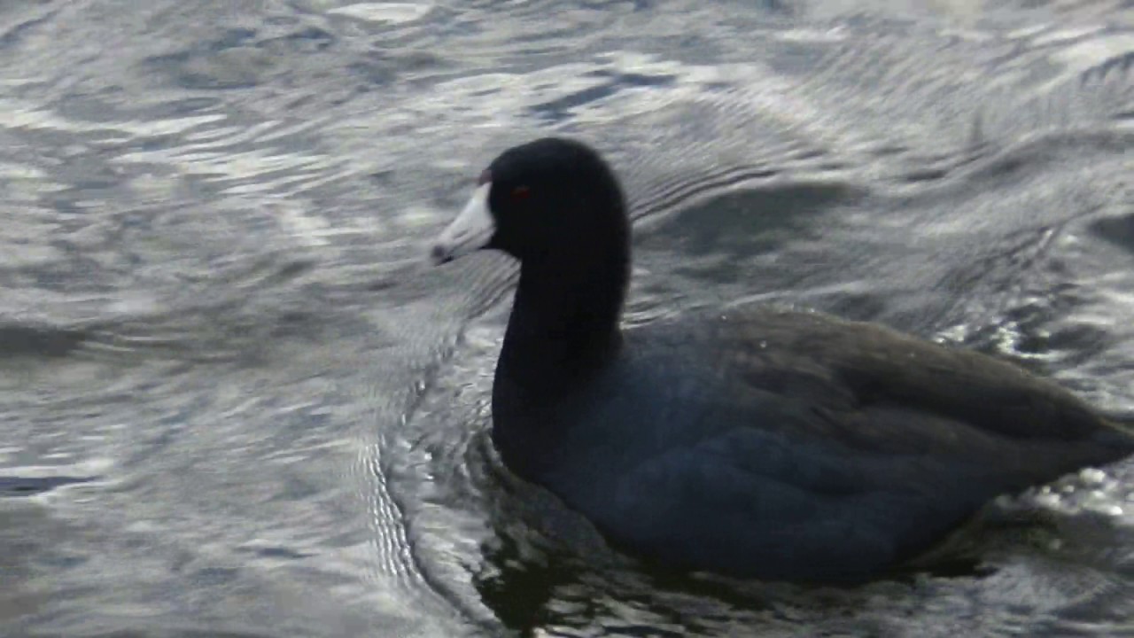 Close up of American Coot Diving YouTube