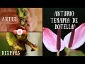 ¿ANTURIO MURIENDO?  RECUPERALO || TERAPIA DE LA BOTELLA FORMULA MAGICA