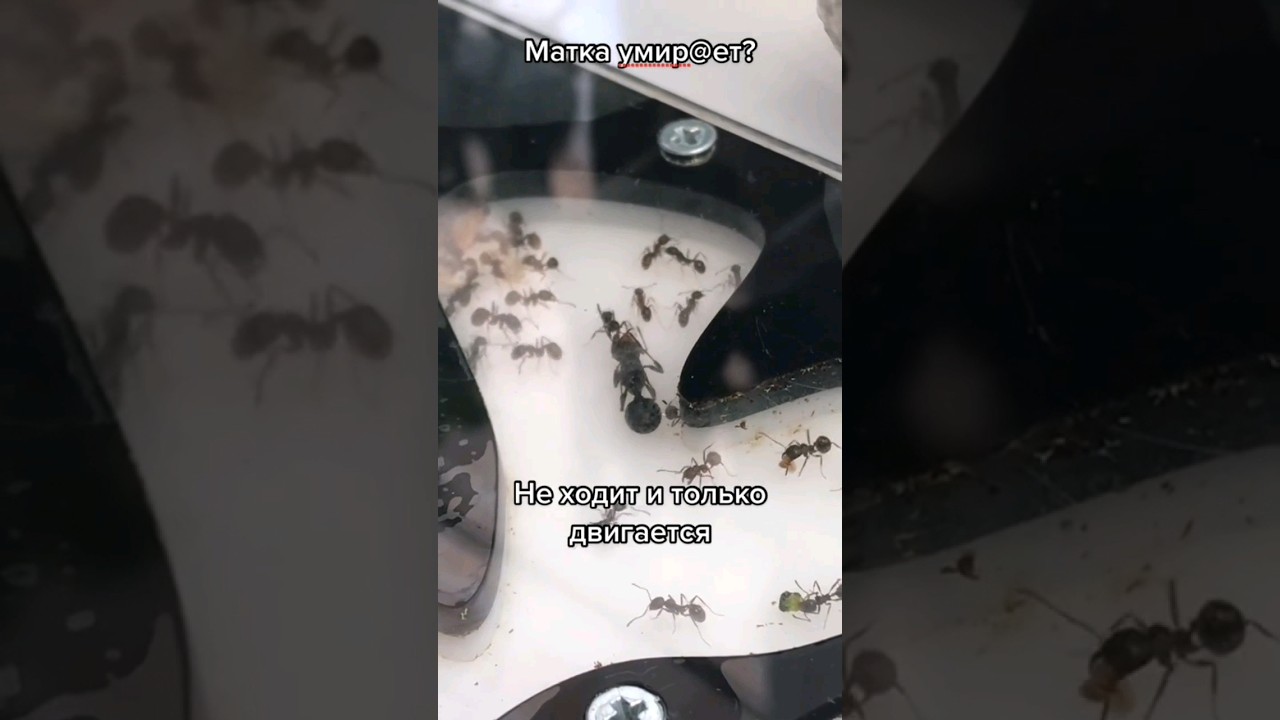 Матка муравьёв