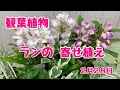 上からデンドロビュームと観葉植物の寄せ植え【プランツギャザリング】蛇口付ガラスポットに植えます