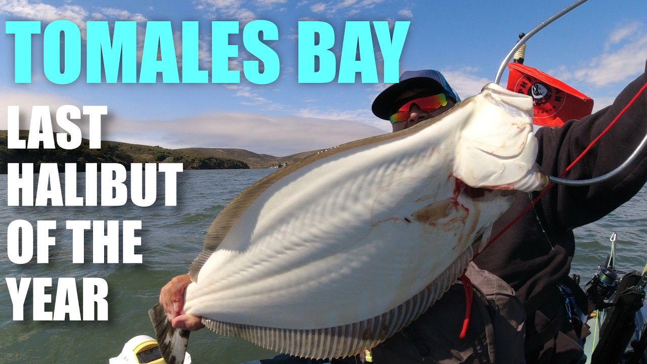 Tomales Bay last Halibut of the year