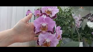 Шесть орхидей Fangmei Black Piano в одном видео!