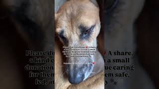 Support our rescue mission ❤️ your donation helps provide food & medical care 🐾 PayPal link in bio 🙏