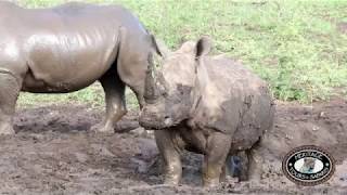 Mud Wallowing White Rhino Hluhluwe Imfolozi Park