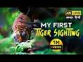 Ranthambore national park  zone 4 tiger safari  t86 4k