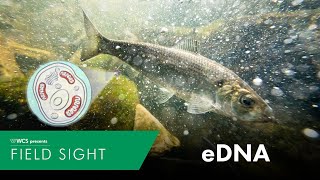 Environmental DNA