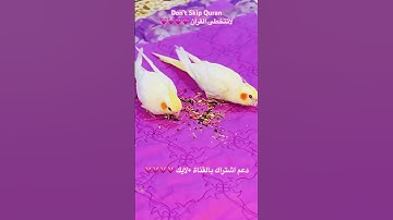 تلاوه عطره من الذكر الحكيم #birds #cutebird #foryou #اكسبلور