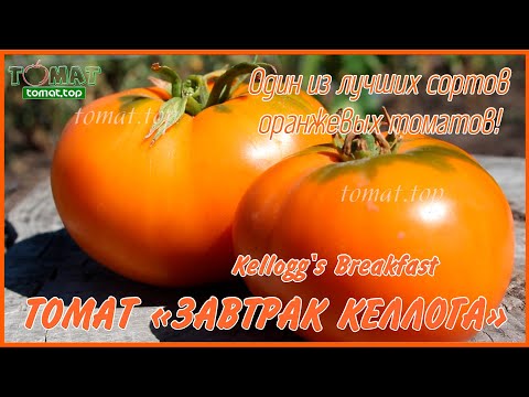 Видео: Kellogg's Breakfast Tomato Информация: Помидор сорта «Kellogg's Breakfast»