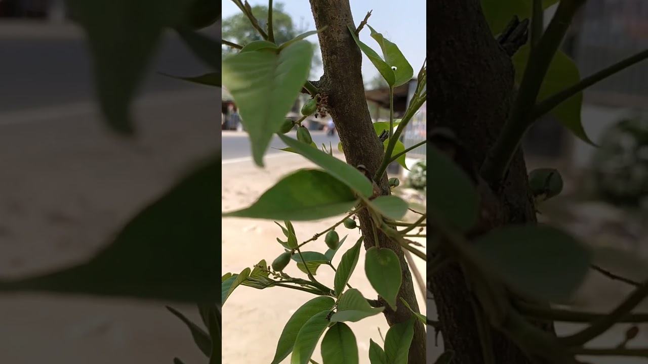 FLOWER & FRUIT OF Lannea coromandelica ( জিগা গাছের ফুল ও ফল ). 