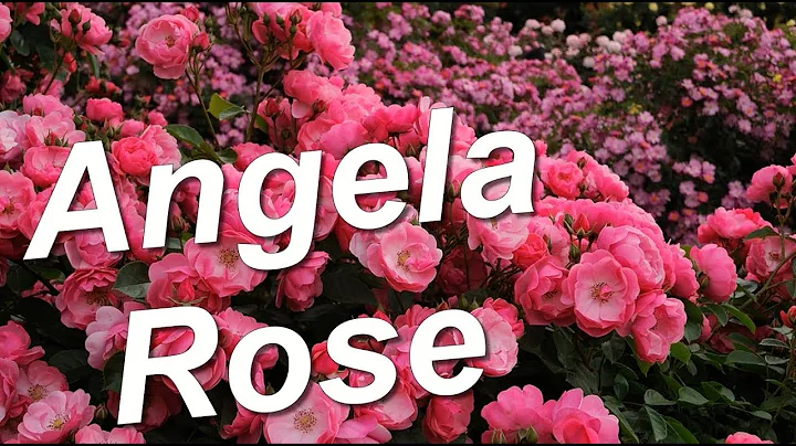 Angela (Korday, Angelica) Rose