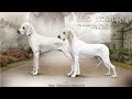 Porcelaine Dog Breeds, Chien de Franche-Comté  From @tinatrading の動画、YouTube動画。