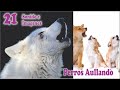 21 PERROS AULLANDO sonido perros aullando 🐾