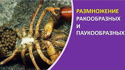 19. Размножение ракообразных и паукообразных